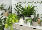 راهنمای کاربردی نگهداری گیاهان آپارتمانی