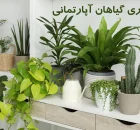 راهنمای کاربردی نگهداری گیاهان آپارتمانی