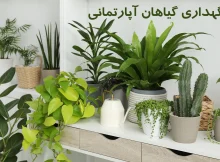 راهنمای کاربردی نگهداری گیاهان آپارتمانی