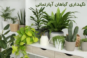 راهنمای کاربردی نگهداری گیاهان آپارتمانی