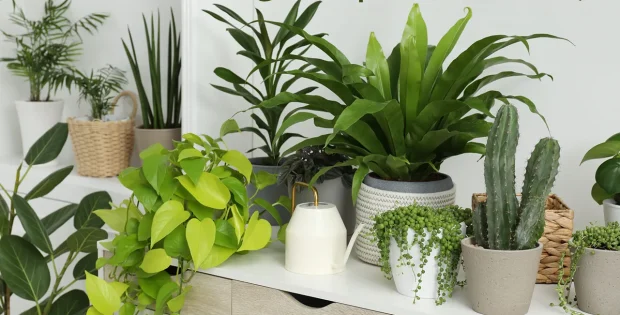 راهنمای کاربردی نگهداری گیاهان آپارتمانی