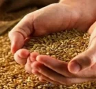 خبر مهم در رابطه با زمان تعیین قیمت جدید گندم