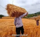 خبر مهم درباره ی تعیین قیمت جدید گندم