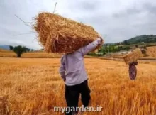 خبر مهم درباره ی تعیین قیمت جدید گندم