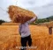 خبر مهم درباره ی تعیین قیمت جدید گندم