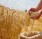 خبر مهم درمورد قیمت جدید گندم