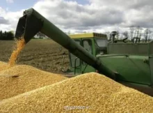 خبر مهم معاون وزیر جهادکشاورزی برای گندمکاران