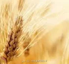خبر مهم وزیر جهادکشاورزی درمورد قیمت جدید گندم