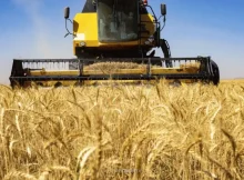 قیمت گندم تا هفته آتی اعلام می شود