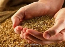 گندمکاران حتما بخوانند