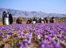 قیمت زعفران در بازار چقدر است؟