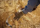 جدید ترین خبر برای گندمکاران