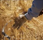 جدید ترین خبر برای گندمکاران