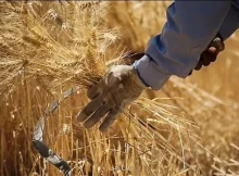 جدید ترین خبر برای گندمکاران