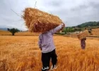 خبر خوش دولت برای گندمکاران