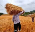 خبر خوش دولت برای گندمکاران