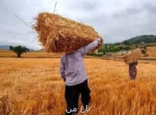 خبر خوش دولت برای گندمکاران
