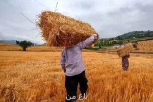خبر خوش دولت برای گندمکاران
