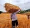خبر خوش دولت برای گندمکاران