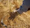 خبر مهم برای گندمکاران