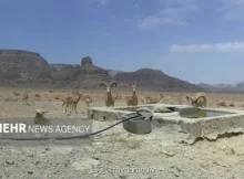 تانکر آب غیر مجاز توقیف و به حیات وحش پارک ملی کلاه قاضی اهدا شد