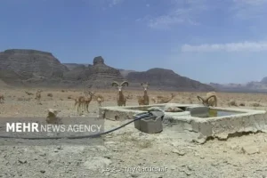تانکر آب غیر مجاز توقیف و به حیات وحش پارک ملی کلاه قاضی اهدا شد