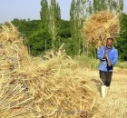 دولت با گندمکاران تا پایان شهریور تسویه می کند