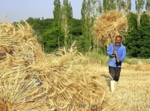 دولت با گندمکاران تا پایان شهریور تسویه می کند
