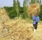 دولت با گندمکاران تا پایان شهریور تسویه می کند