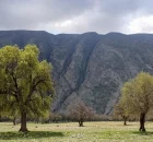 بلوط کشی در زاگرس دستگیری متخلفان بعد از قطع 68 اصله درخت