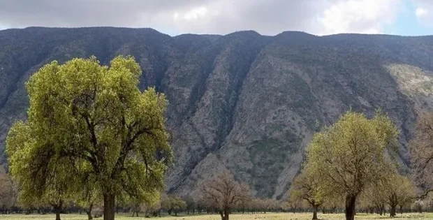 بلوط کشی در زاگرس دستگیری متخلفان بعد از قطع 68 اصله درخت