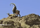 شکار تروفه و قرق خصوصی مدل ایجاد درآمد که جمعیت حیات وحش را افزایش داد