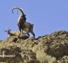 شکار تروفه و قرق خصوصی مدل ایجاد درآمد که جمعیت حیات وحش را افزایش داد