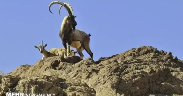 شکار تروفه و قرق خصوصی مدل ایجاد درآمد که جمعیت حیات وحش را افزایش داد
