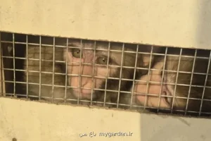 متهم به قاچاق ۶ قلاده میمون در شهرضا دستگیر شد
