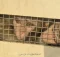 متهم به قاچاق ۶ قلاده میمون در شهرضا دستگیر شد