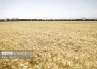 پرداخت 41 و هشت دهم همت دیگر از مطالبات گندم کاران