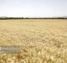 پرداخت 41 و هشت دهم همت دیگر از مطالبات گندم کاران