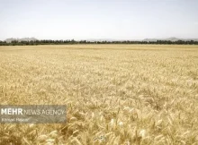 پرداخت 41 و هشت دهم همت دیگر از مطالبات گندم کاران