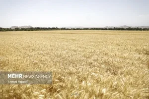 پرداخت 41 و هشت دهم همت دیگر از مطالبات گندم کاران