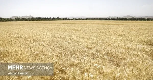 پرداخت 41 و هشت دهم همت دیگر از مطالبات گندم کاران