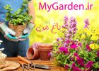 گربه پالاس بار دیگر در ارتفاعات مهدیشهر مشاهده شد