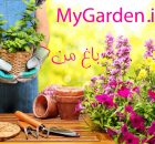 گربه پالاس بار دیگر در ارتفاعات مهدیشهر مشاهده شد