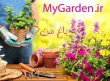 گربه پالاس بار دیگر در ارتفاعات مهدیشهر مشاهده شد